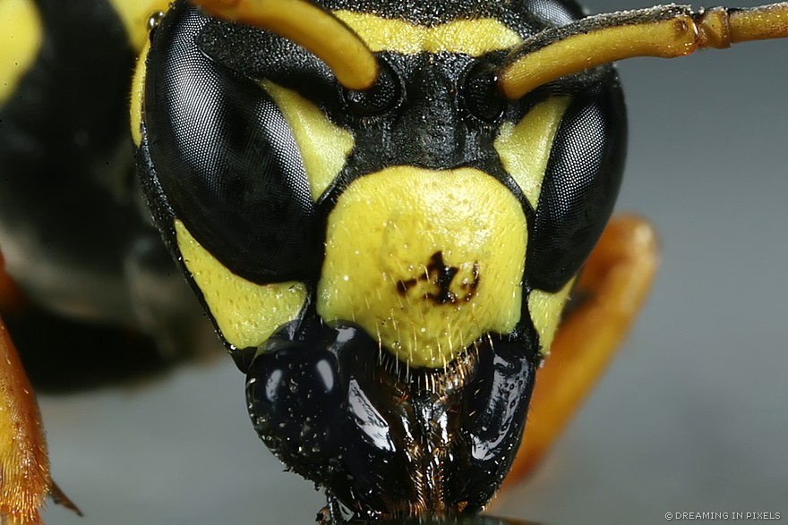 Wasp Eye